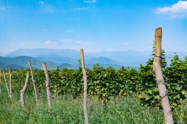Georgia 'nın banliyölerindeki üzüm bağları.