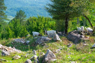 Keçiler taşlarla bir düzlükte otlar.