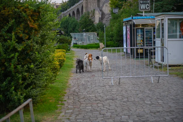 Plusieurs chiens marchent dans un parc à Tbilissi — Photo