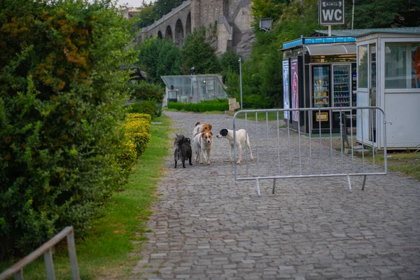 Tiflis 'te bir parkta birkaç köpek yürüyor.