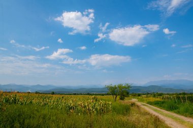 Tarladan geçen düz bir yol.