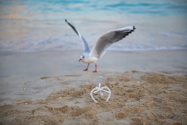 Gabbiano e un San Valentino bianco sulla spiaggia — Foto Stock
