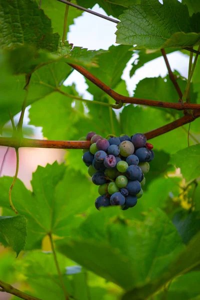 Dojrzałe czarne winogrona wiszące na krzewie — Zdjęcie stockowe