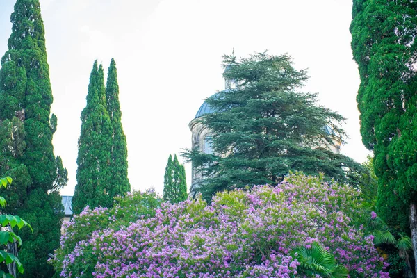 Magnifique buisson de myrte fleurit sur la rue de la géorgie — Photo