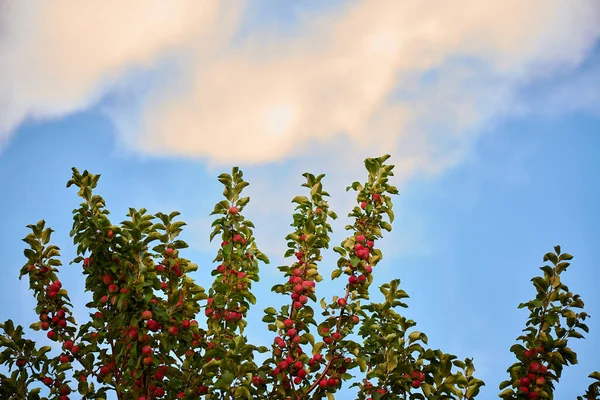 リンゴの木に赤いリンゴがかかっています — ストック写真
