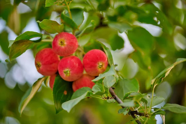 Röda äpplen hänger på äppelträdet — Stockfoto