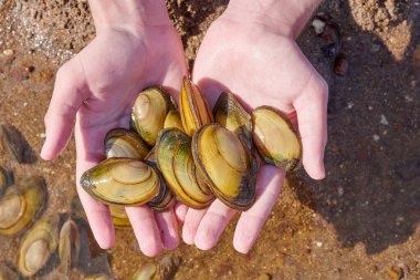 Midyeler avuçlarda çok yatar.