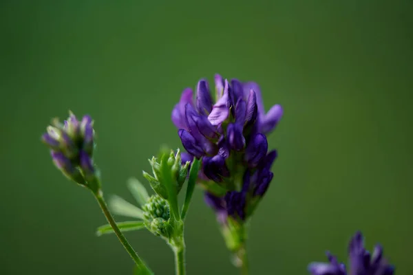 여름 별장에서는 푸른 꽃을 가까이 서 볼 수있다 — 스톡 사진