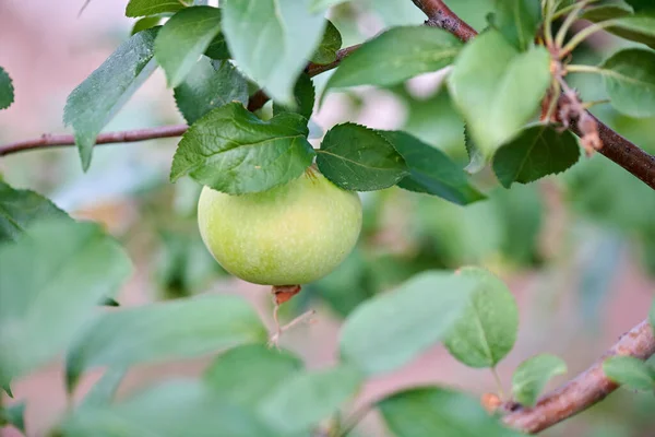 Uma enorme maçã verde pendurada em um ramo — Fotografia de Stock
