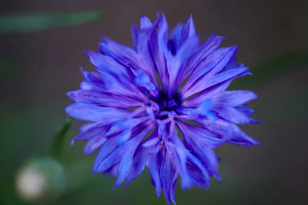 Flor azul primer plano crece en la casa de campo de verano —  Fotos de Stock