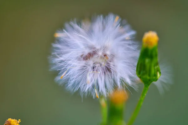 Zwei Löwenzahnblüten auf dem Rasen im Grünen — Stockfoto