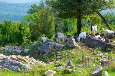 Keçi ve keçi taşlarla dolu bir düzlükte otlar.