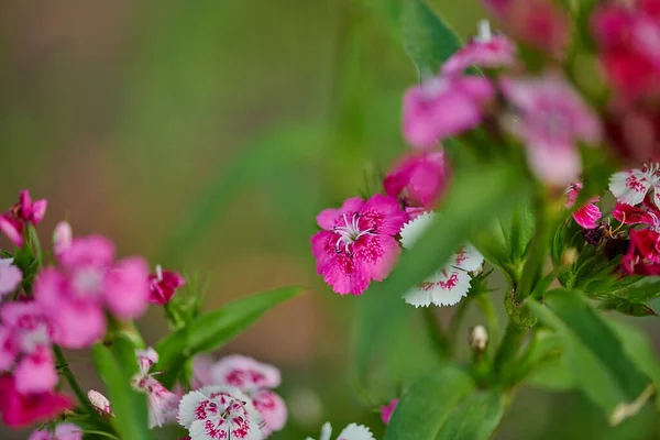 Vermelho-rosa flor close-up cresce na casa de campo de verão — Fotografia de Stock