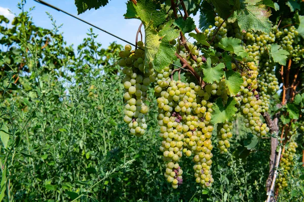 Ogromne grona białych winogron Krasio wiszą na krzewie — Zdjęcie stockowe