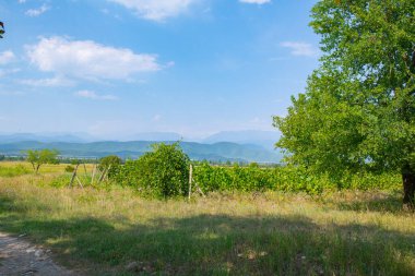 Güzel üzüm bağları ve aralarındaki yol