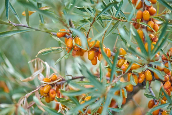 Molte bacche di olivello spinoso su un ramo — Foto Stock