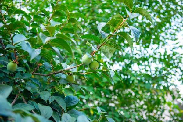 Cáqui crescer muito na árvore no jardim — Fotografia de Stock