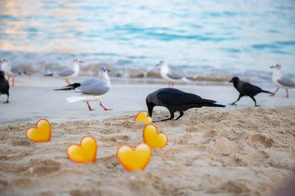 Crows and seagulls and yellow hearts in the sand stand on the sea — Stock Photo, Image