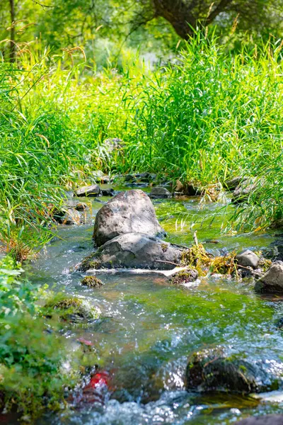 Margem do rio coberta de grama e pedras — Fotografia de Stock
