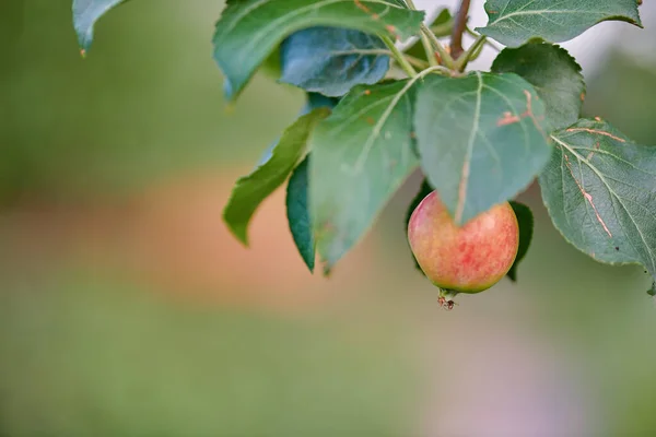 Maçãs vermelhas pendurar na árvore da maçã — Fotografia de Stock