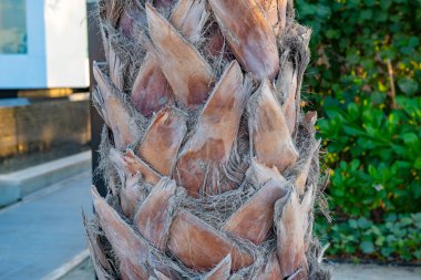 Hurma ağacının kütüğü, dokumasına benzer.