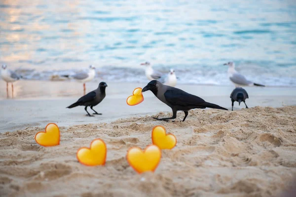 Corvo con un cuore giallo nel becco sulla spiaggia — Foto Stock