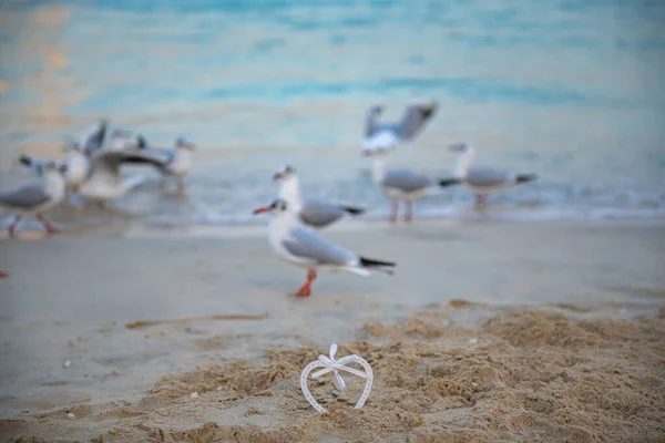 Molti gabbiani bianchi e un San Valentino bianco sulla spiaggia — Foto Stock