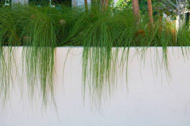 Beyaz dikdörtgen çömleklerdeki yeşil yoğun çimenler