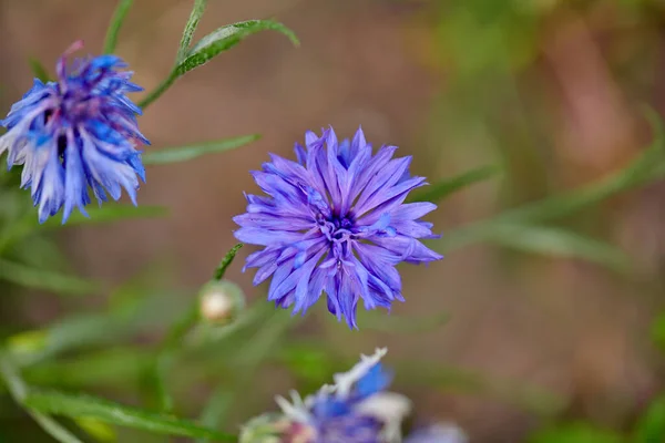 Flor azul close-up cresce na casa de campo de verão — Fotografia de Stock