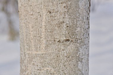 Kışın donmuş ve karla kaplı ağaç gövdesi