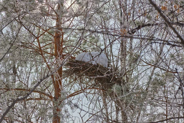 Зимой гнездо со снегом на дереве — стоковое фото