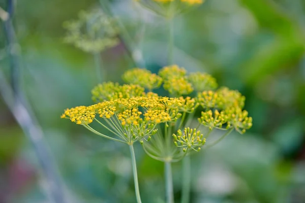 Schöner Zweig blühender Dill im Sommer — Stockfoto