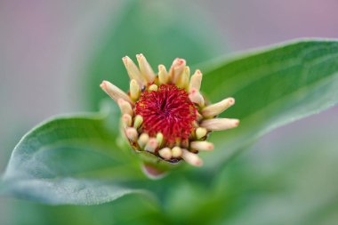 Kırmızı-pembe çiçek, yazlık evde yetişir.