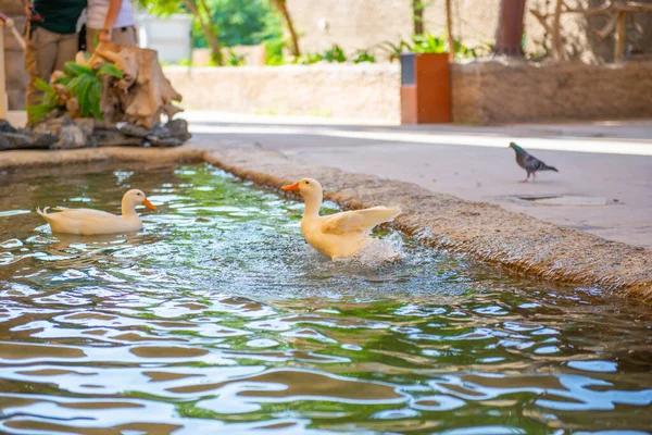 Eine Ente schwimmt im Teich des Zoos von Dubai — Stockfoto