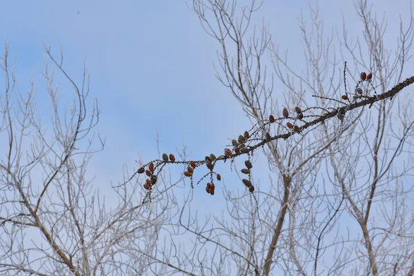 Голые деревья без листьев зимой против голубого неба — стоковое фото