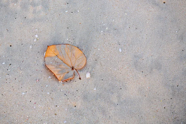 Žlutý podzimní list leží na písku — Stock fotografie