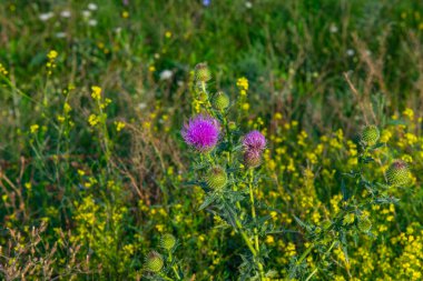 Gürcistan 'daki farklı bitkilerle büyüleyici alanlar
