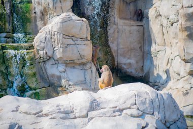 Büyük Hamadryl hayvanat bahçesinde tek başına oturuyor.