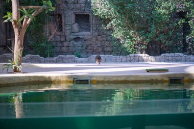 Büyük bir adam gösteriye katılıyor.