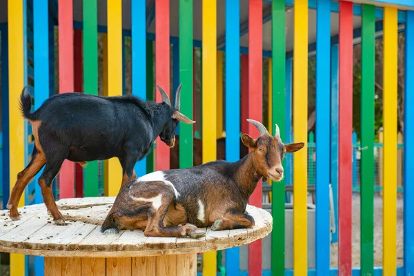İki keçi renkli bir arka planda yatıyor. — Stok fotoğraf