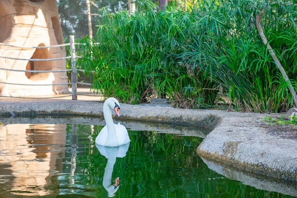 Ein weißer Schwan schwimmt im Teich — Stockfoto