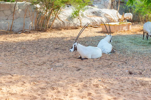 Dubai 'deki hayvanat bahçesinde güzel bir antilop yatıyor. — Stok fotoğraf
