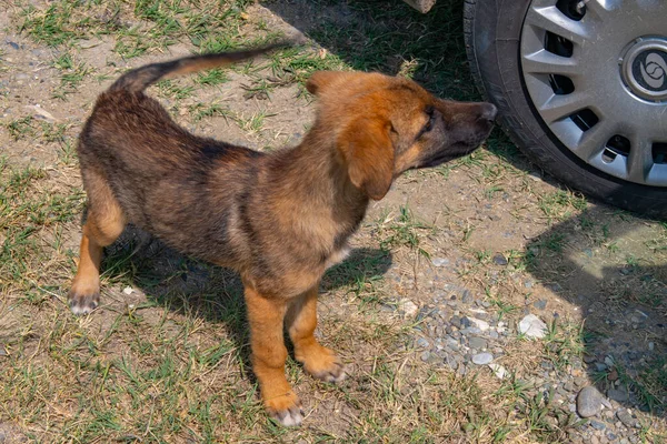 Egy kiskutya egyedül áll a mezőn. — Stock Fotó