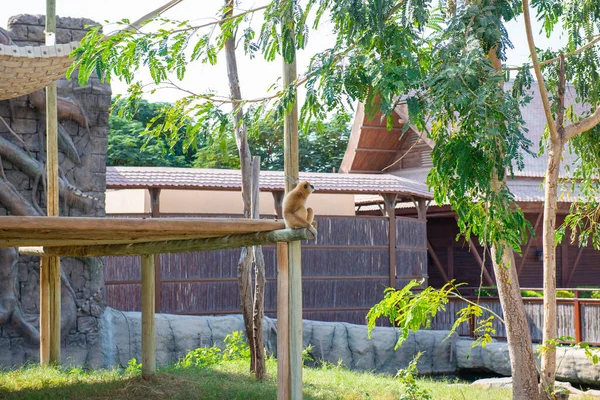 sad monkey sits on the fence in the zoo