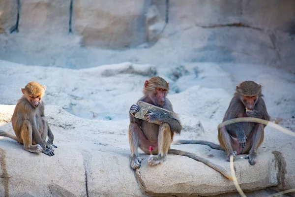 three hamadryas monkeys are having fun at the zoo