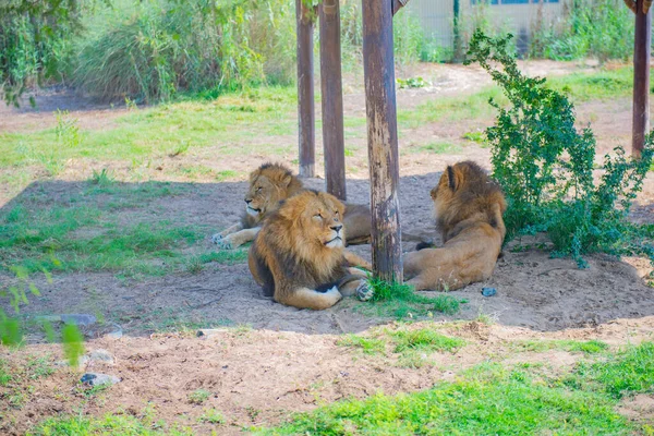 Le lion gît sous l'arbre dans le zoo — Photo