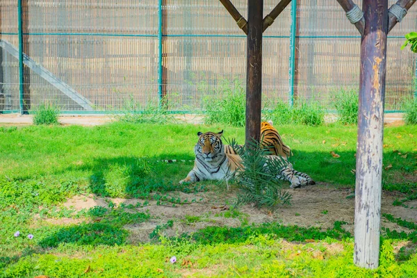 Tigre de Bengala yace bajo un árbol en el zoológico —  Fotos de Stock