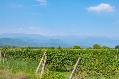 Gürcistan 'da yazın üzüm bağları olan büyük bir tarla.