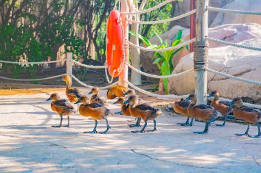  Orta ve küçük boylarda kuşlar nispeten kısa boyun ve tarsus