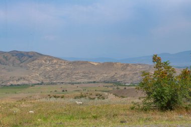 Gürcistan 'da yemyeşil ormanları olan eşsiz kolhis ormanları.